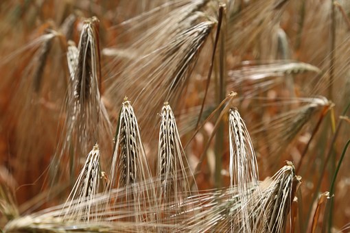 …ancora sulle indicazioni relative agli allergeni